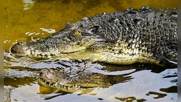 Australia: cocodrilo se metió a la piscina de un lujoso hotel y causó sorpresa entre los huéspedes