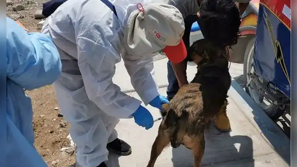 Casos de rabia en Perú no son atendidos con urgencia: mordeduras de animales se incrementa en Arequipa y la Amazonía