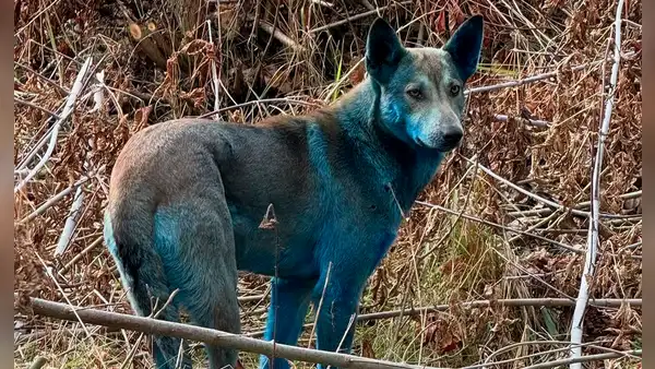 Científicos confirman que sí existen unos perros azules en Chernóbil, pero no son mutantes