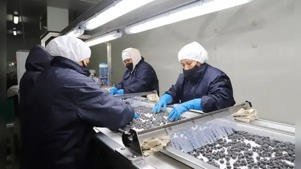 Arándano peruano despierta el interés de Japón y busca quitarle terreno a Chile y México