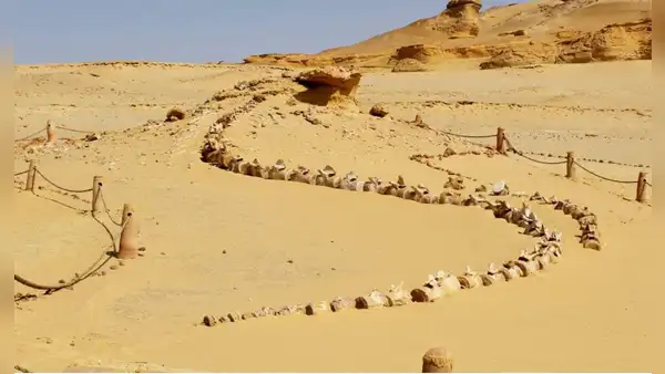 Uno de los lugares más misteriosos del planeta: arqueólogos descubrieron ballenas en el desierto