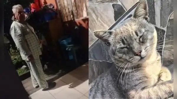 Indignación en La Victoria: hombre causa la muerte de gatito comunitario y piden denunciar a responsable por crueldad animal