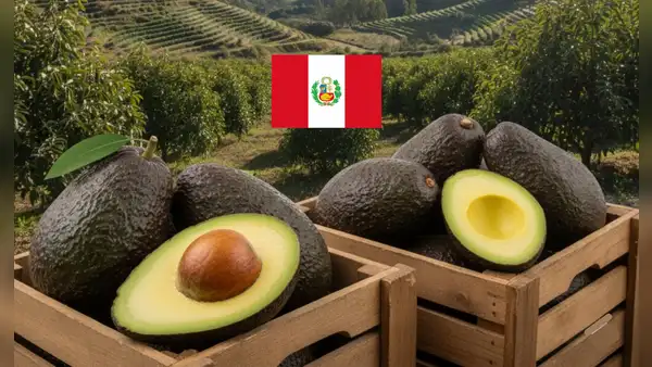 Palta peruana rompe récord en 2025 y se convierte en la fruta más exportada con US$1.452 millones