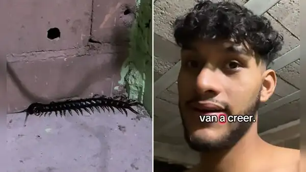 Joven encuentra un ciempiés venenoso en su cuarto y cuenta su terrible experiencia: “Creí que era una cucaracha”