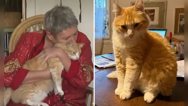 El inédito caso de Rémi, el gato naranja que vive con 'arresto domiciliario' en Francia tras ser denunciado por su vecino