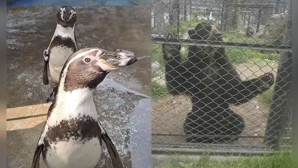 Proyecto del Congreso busca cerrar zoológicos sin garantizar destino adecuado para los animales