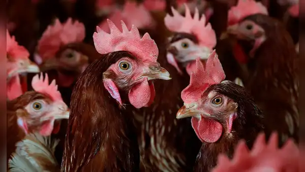 Estados Unidos confirma la primera muerte humana a nivel mundial por contagio de la gripe aviar H5N5