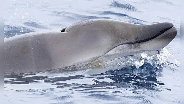 Científicos avistaron en México una rara ballena con colmillos tras cinco años de búsqueda