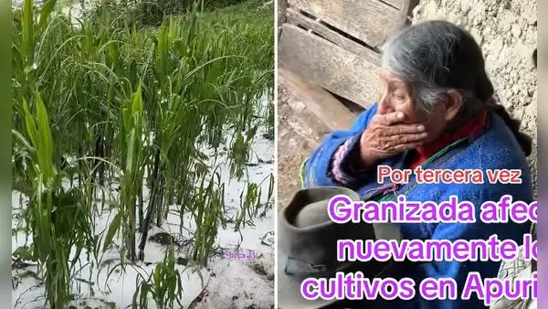 Adulta mayor rompe en llanto al ver cómo la granizada destruye su cultivo de maíz: "Así es la vida del agricultor"