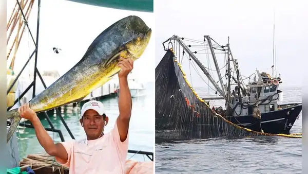 Perú sufre fuerte golpe exportador tras decisión de EE.UU. de bloquear pesca de perico por daño ambiental de redes
