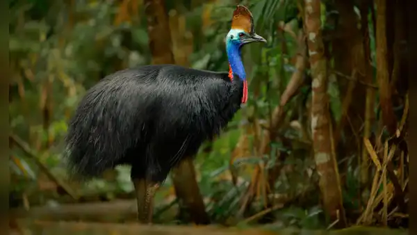 Esta es la ave más peligrosa del planeta y su rol es clave para cuidar los bosques tropicales