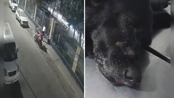 Sujeto ataca brutalmente a dos perros y les provoca graves heridas en San Martín de Porres