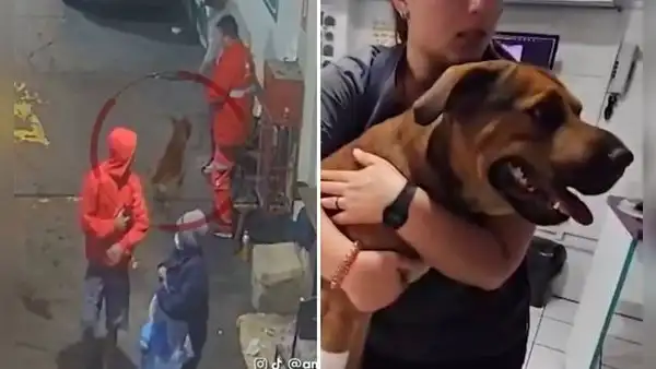 Delincuentes disparan a un perro y lo dejan gravemente herido durante asalto a grifo en San Martín de Porres