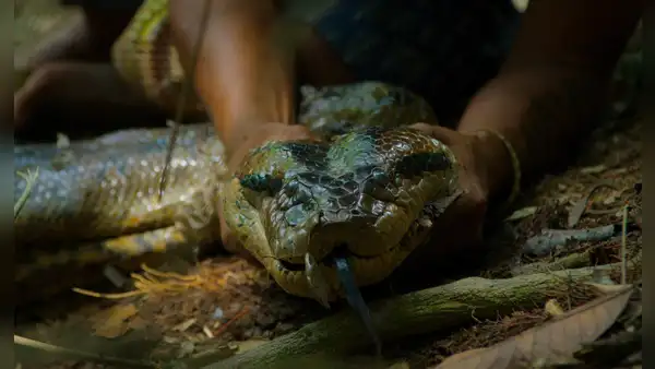 Descubren una nueva especie de anaconda gigante y mide más de 5 metros de largo: los machos y las hembras son increíblemente diferentes