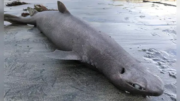 Científicos descubren una extraña especie de tiburón foca en el litoral de España