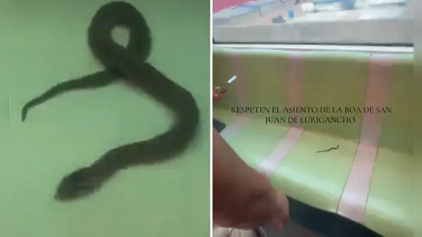 ¡Inédito! Usuarios de la Línea 1 del Metro de Lima hallan pequeña serpiente dentro del vagón y causa pánico entre los pasajeros