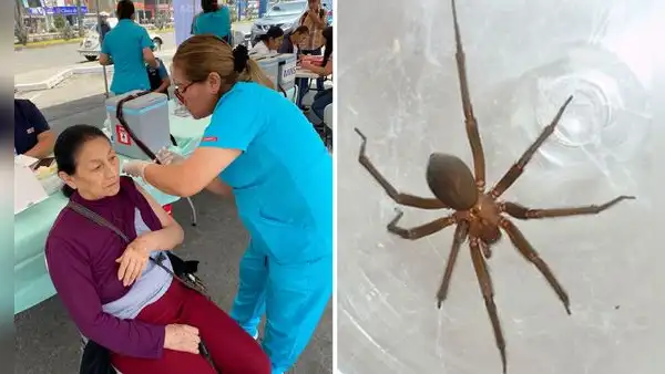 Alerta del Minsa por picadura de araña doméstica en Perú: síntomas pueden agravarse y causar la muerte