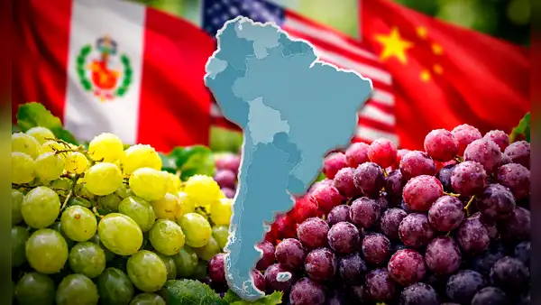 Este es el país de América Latina que supera a Perú y EE.UU. con la mayor producción de uvas en el mundo junto a China