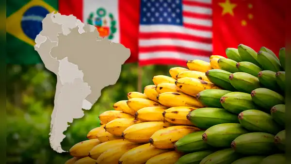 El país de América Latina que supera a Perú y Brasil con la mayor exportación de bananas, una fruta muy deseada por EE.UU. y China
