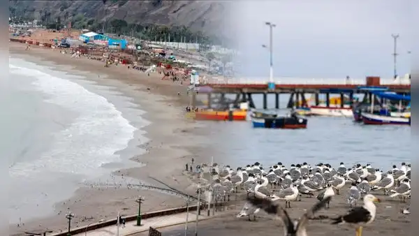 Playa Agua Dulce amanece limpia y con aves, pero Chorrillos evaluará su nuevo cierre si persiste la basura
