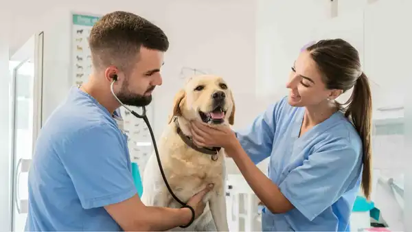 Municipalidad de Lima organiza campaña veterinaria gratuita: revisa dónde y cuándo podrás atender a tus mascotas