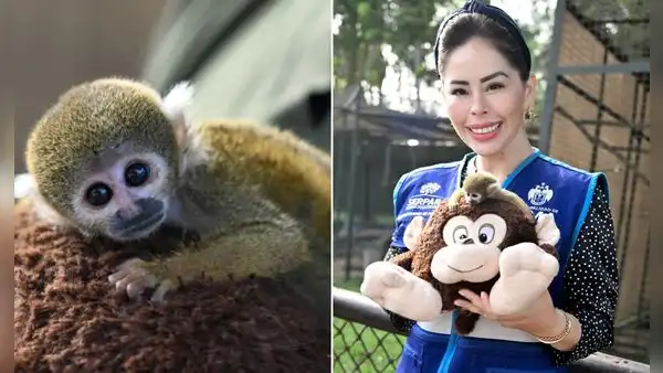 Mono 'Punch' peruano rescatado de una casa ahora vive en el parque zonal Huáscar, en Villa El Salvador