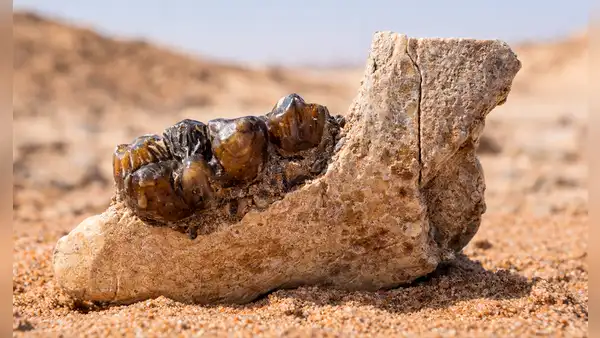 Un fósil reescribe la historia: científicos descubren un hueso en Egipto que redefine el origen de los simios que hoy conocemos