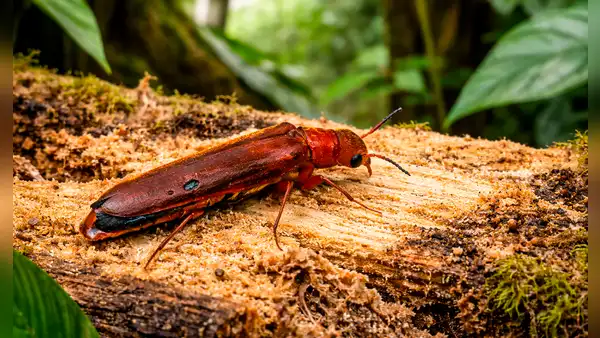 Científicos descubren por primera vez en Ecuador un escarabajo que perfora madera y cultiva hongos: adultos viven pocos días
