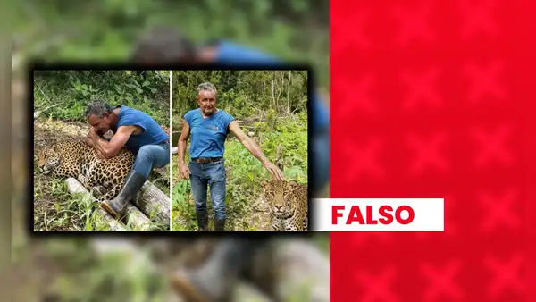 Historia de otorongo que sería devuelta a su hábitat por cuidador iquiteño carece de evidencia e incluye imágenes creadas con IA
