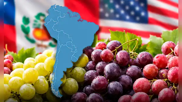 Junto a China, un país de América Latina lidera la producción de uvas en el mundo y supera 2 veces a Perú, Chile y EE.UU.