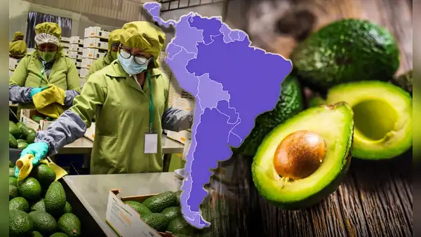 El país de América Latina que supera a Perú y Colombia con la mayor producción de paltas en el mundo: le exporta más a EE.UU.