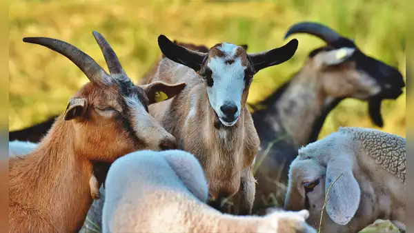 Las cabras que desconciertan a los científicos: viven en una isla remota sin agua dulce y no se entiende cómo sobreviven