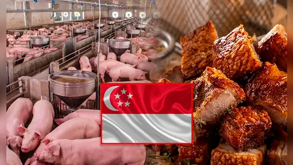 Perú fortalece la porcicultura: consumo se triplica, producción crece y se concreta exportación de carne de cerdo a Singapur
