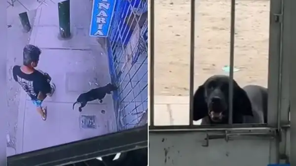 Perrito callejero enfermo conmueve al llegar solo a veterinaria de San Juan de Lurigancho para pedir ayuda