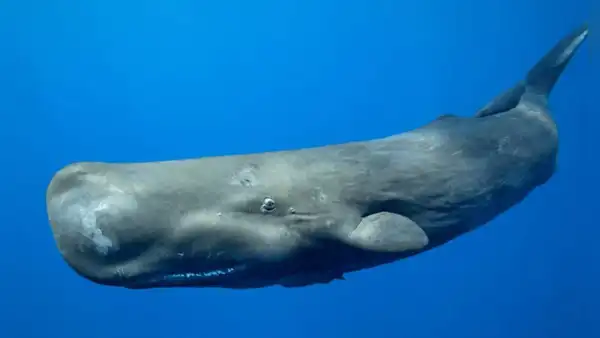 Un estudio sorprende a científicos al revelar que los cachalotes usan formas de lenguaje similares a las humanas