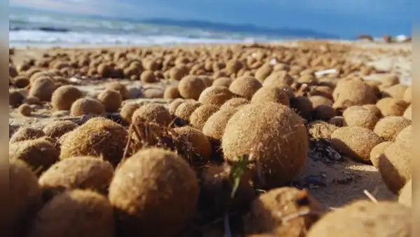 Descubren qué son las pelotas de Neptuno y cómo atrapan los microplásticos en el océano