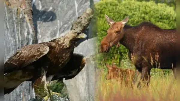 De zonas de conflicto a santuarios naturales: cómo Chernóbil y la frontera entre las 2 Coreas son refugios para especies en peligro de extinción