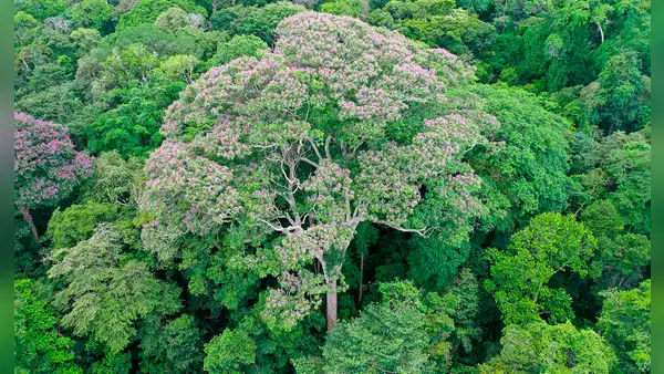 Científicos descubrieron que un árbol selvático aprendió a controlar los rayos para ‘acabar con sus enemigos’