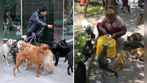 ¿Tienes más de dos mascotas? Esta ciudad del Perú aplicará multas de hasta S/1.100 por incumplir nueva norma