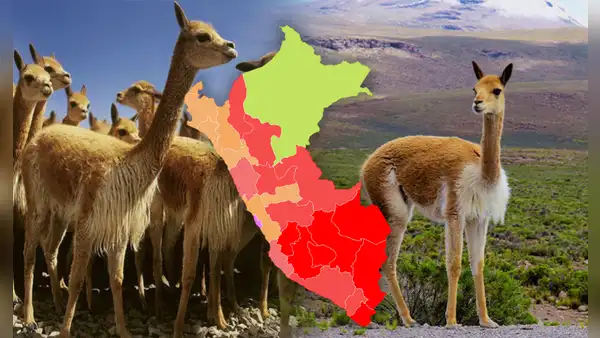 Esta región de la costa superó a Cusco y Ayacucho y será la 'nueva capital de la vicuña', según Serfor