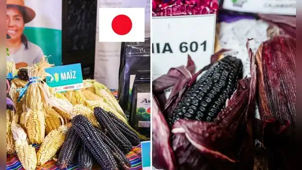 El superalimento peruano que conquista Japón: tiene 52 variedades y exportaciones ya superan los US$ 46 millones