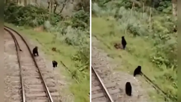 Familia de osos andinos es captada caminando en vía férrea a Machu Picchu: “Es su hábitat natural”