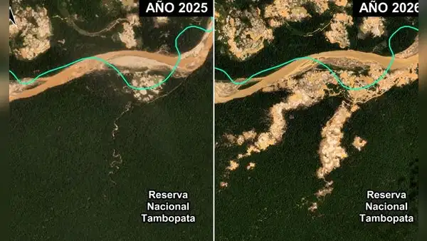 Minería ilegal avanza en área protegida Tambopata: monitoreo satelital revela más de 500 hectáreas deforestadas