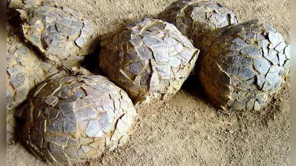 Descubren 100 huevos de dinosaurio en Francia de hace 70 millones de años: habrían sido puestos por un titanosaurio