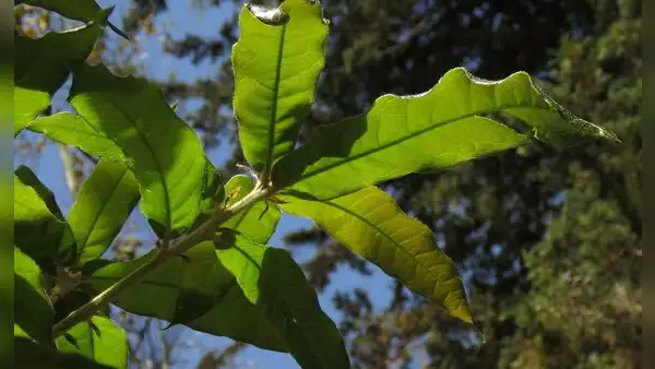 Este árbol se burla de los insectos gracias a una técnica biológica clave que protege sus hojas y le permite sobrevivir a la primavera