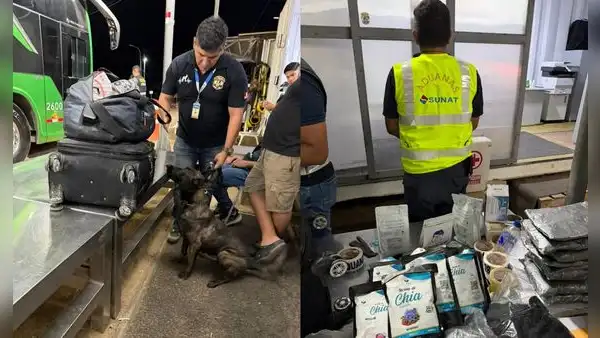 Cae envío de droga: Sunat halla 14 kilos de cocaína escondidos en equipaje de pasajero en Tumbes