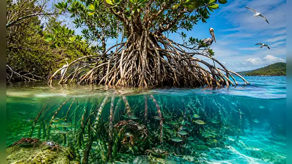 El sorprendente árbol de América Latina que crece flotando en el mar, desaliniza agua de océanos y crea su propio ecosistema