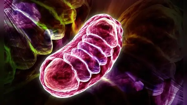 Científicos alemanes descubrieron el nutriente que puede potenciar la energía celular