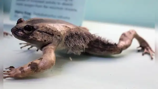 La extraña rana africana que rompe sus propios huesos para desplegar garras afiladas cuando se siente amenazada
