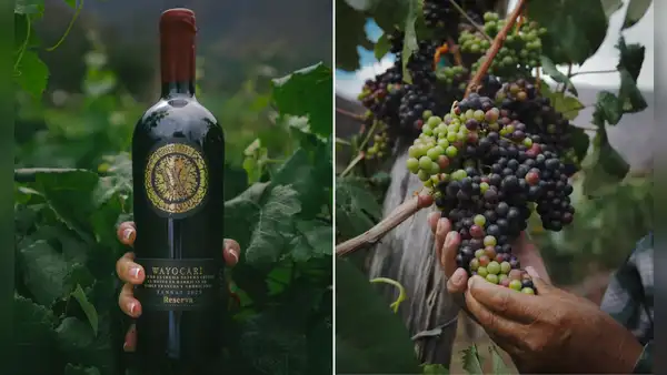 Wayocari, el vino peruano producido a 2.900 m.s.n.m. que conquistó el paladar de famoso crítico británico y lo colocó entre los mejores del mundo